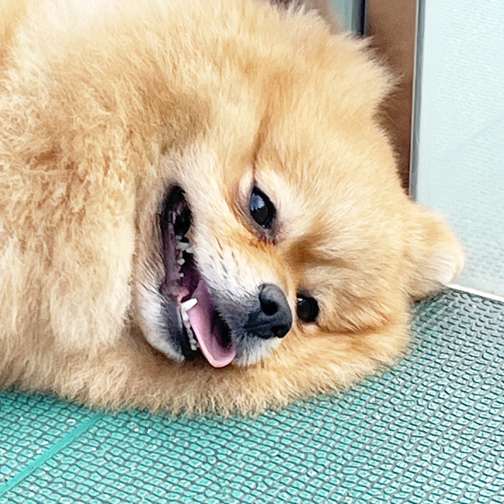生徒が撮影したモデル犬♪